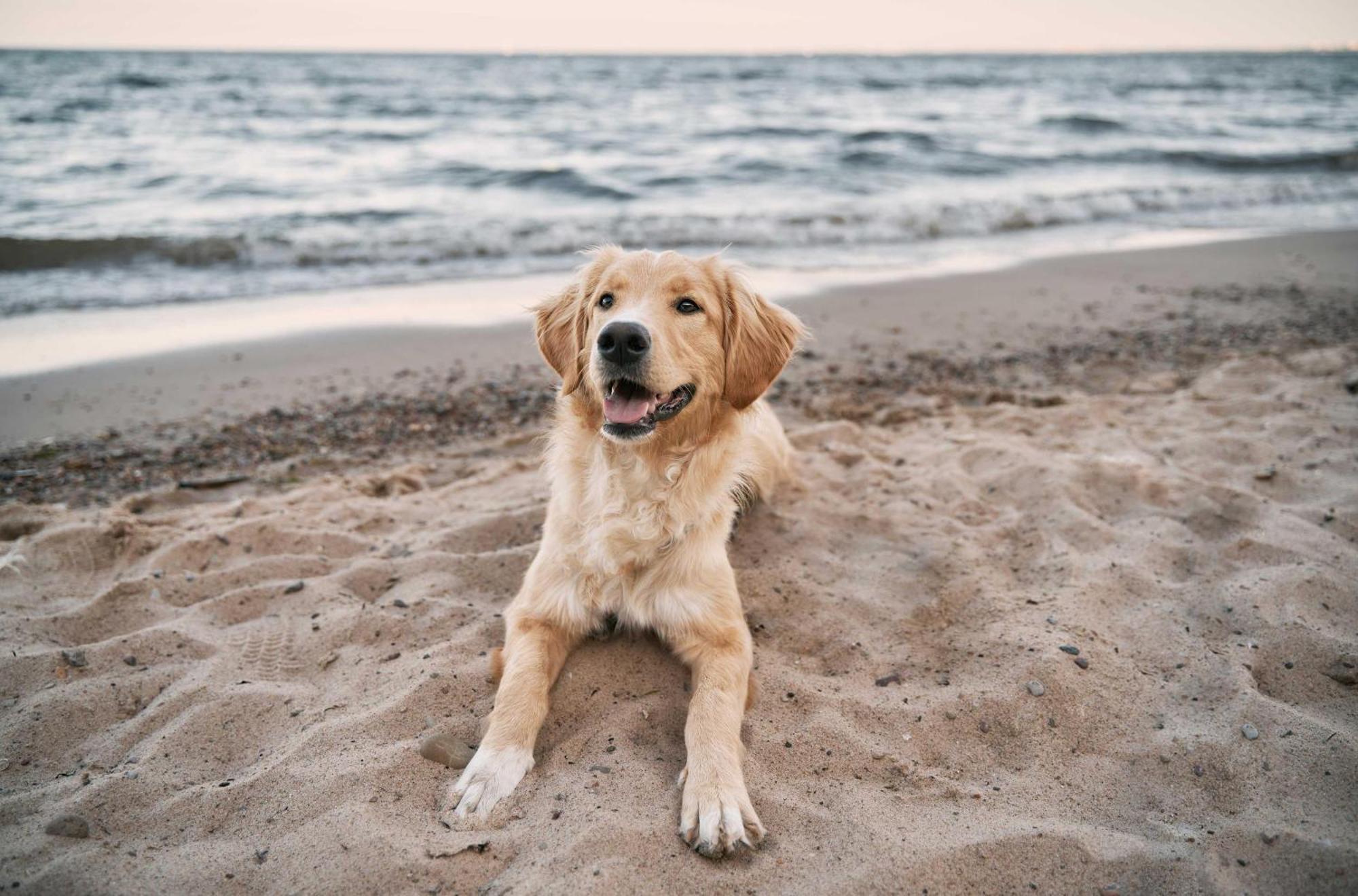 Seehund An Der Seebruecke Zingst Esterno foto